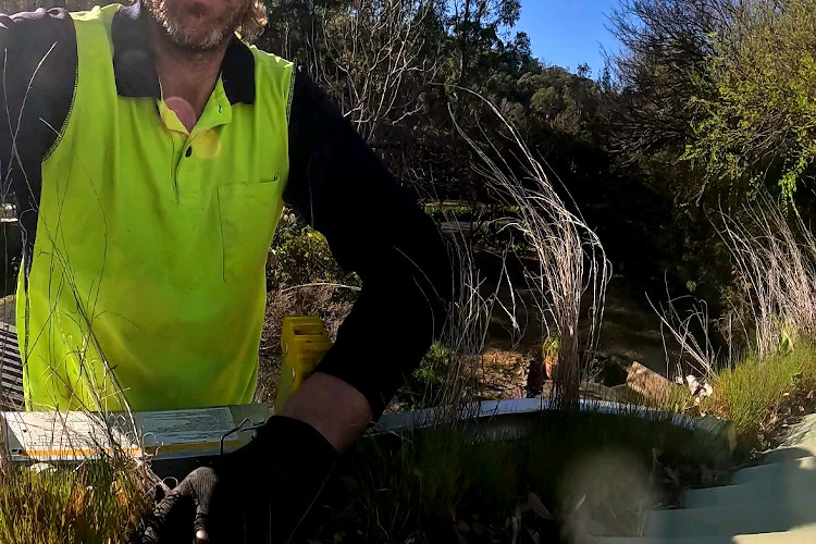 
Guttering teeming with grass in narooma, cleaner on standby.