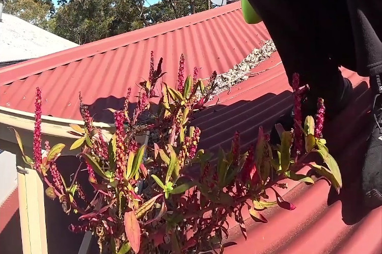 
The gutters adorned with vibrant red vegetation, cleaning about to kick off.