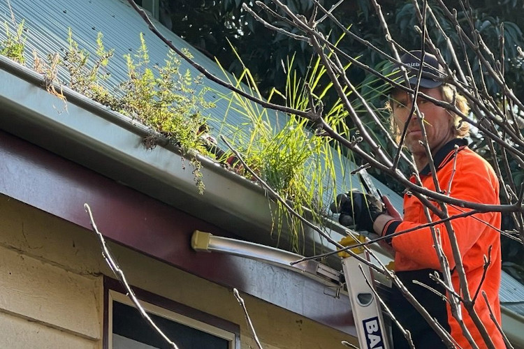 
Skilled gutter cleaner in narooma looks directly into the camera amidst a backdrop of flourishing gutter plants.